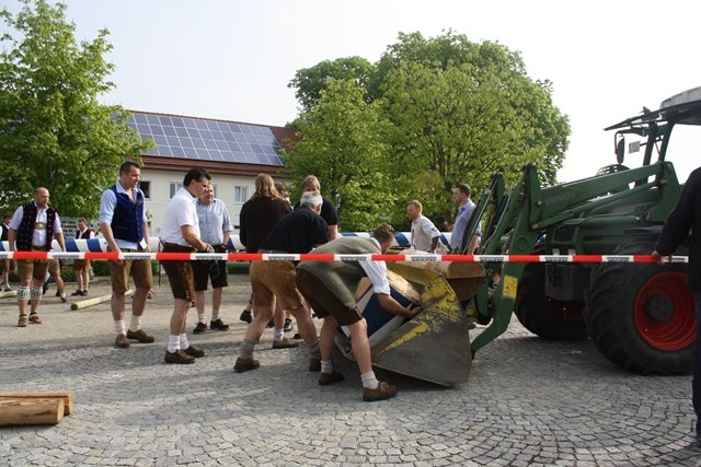 Maibaum 2013